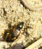 Bembidion tetracolum